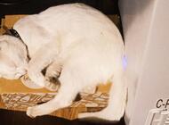 Grajewo ogłoszenia: Zaginął roczny kotek w okolicy Wojewodzina. Jakby ktoś widział... - zdjęcie