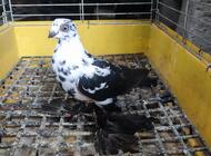 Grajewo ogłoszenia: Sprzedam gołębie widoczne na zdjęciach lub zamienię na ładne... - zdjęcie