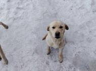 Grajewo ogłoszenia: Labrador suczka, urodzona 21.04.2025;
książeczka zdrowia - 300; - zdjęcie