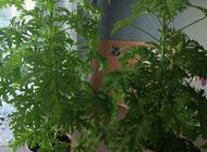 Grajewo ogłoszenia: Sprzedam kwiatki domowe , monsterę ,wys 73 cm.-50 zł.  i anginki... - zdjęcie