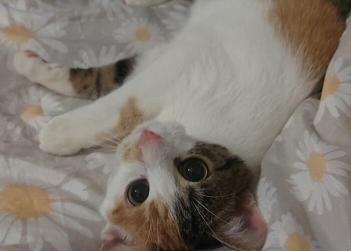 Grajewo ogłoszenia: Kotka szuka domu wiek około 8 miesięcy 
Przyjazda dla dzieci,...