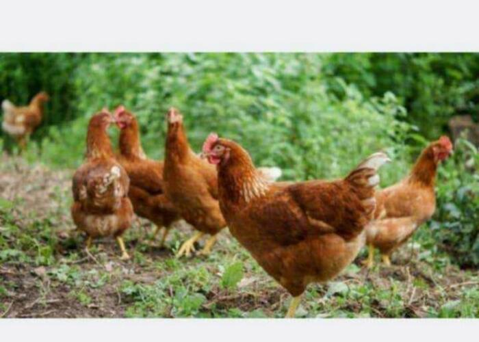 Grajewo ogłoszenia: Kury rosa z czarnym piórkiem.
Mają 21 tygodni, ładne...