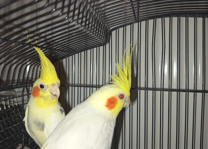 Grajewo ogłoszenia: Dwie papużki Nimfy szukają domu. Nie rozdzielam. 
Samiec i...